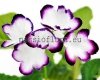 Streptocarpus DS-REDISKA - DS-RADISH 